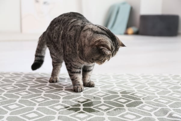 Tabby cat looking down at a wet patch on the floor.