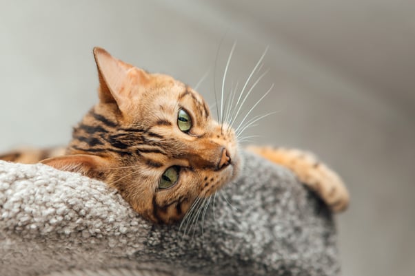 Bengal cat lying down on cat tree.