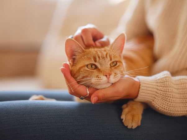 Young ginger cat sitting on a woman’s lap.