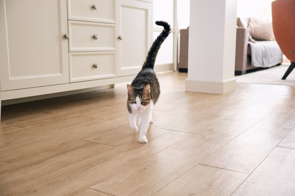 Cat walking towards the camera with their tail in a question mark shape.