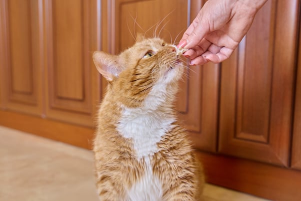 Old ginger cat eating a treat from a woman’s hand.