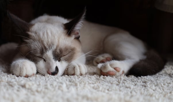 Sleeping Snowshoe kitten curled up on the floor.