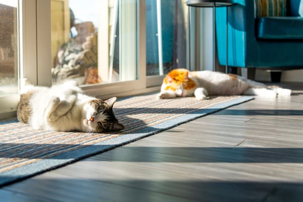 A pair of cats lazing in sunny spots by a glass door.