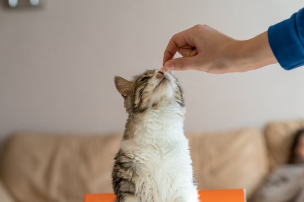 Cat smelling a treat being given to them by their human.