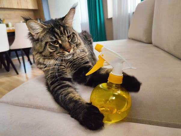 Maine coon cat laying down with paws around a water sprayer.