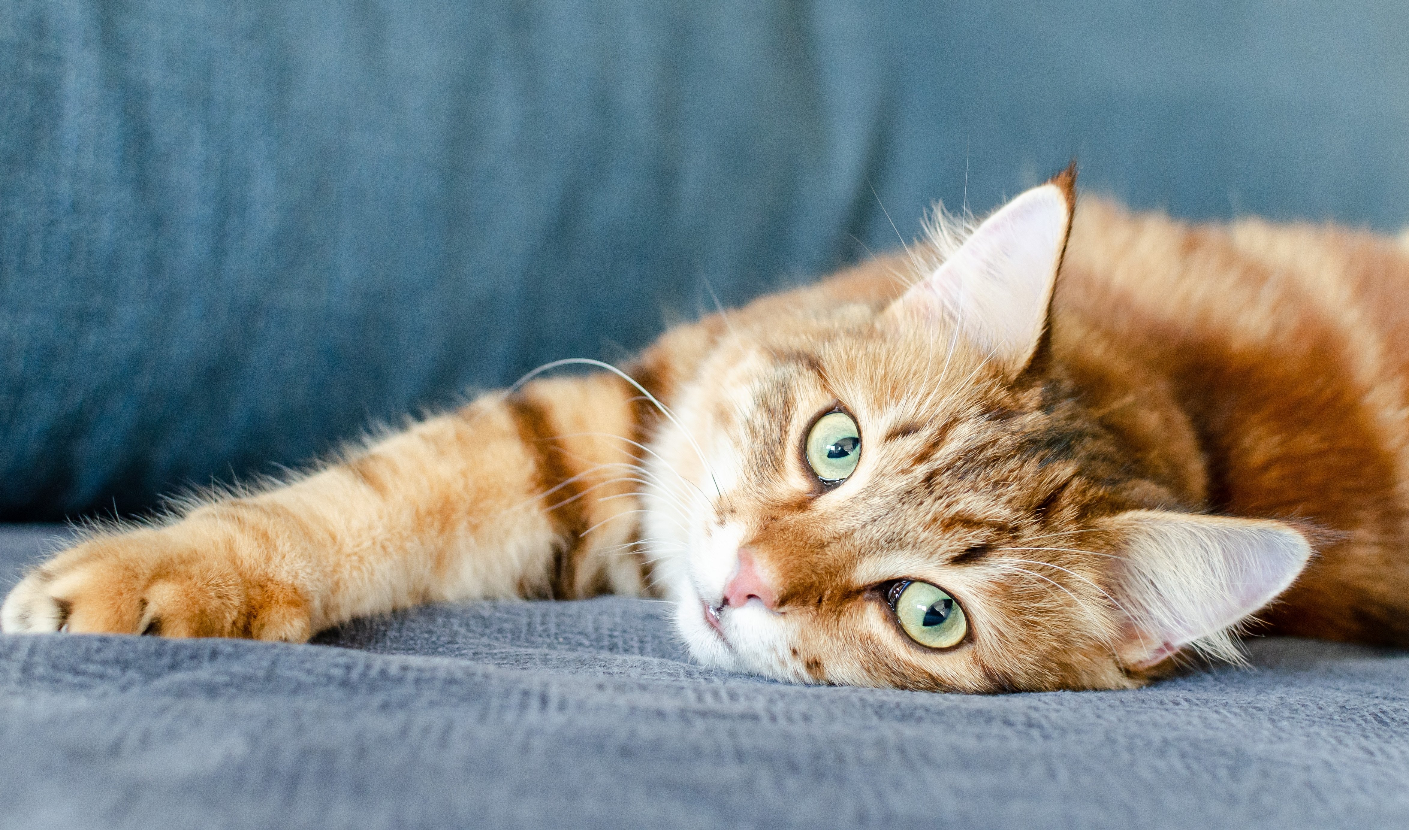 shutterstock_2274327629