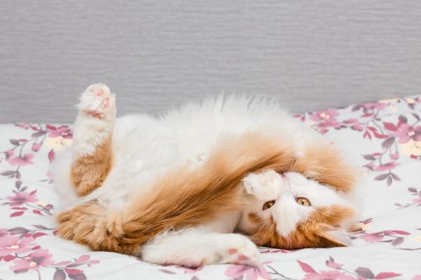 Orange and white cat playing with their tail while lying on a bed.