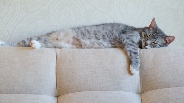 Senior cat sleeping on the back of sofa.