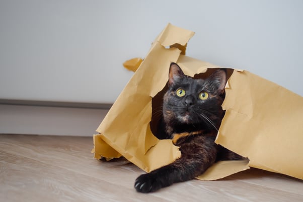 Black cat laying in ripped paper bag.