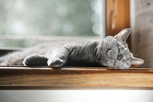 Grey cat sleeping on a sunny windowsill.