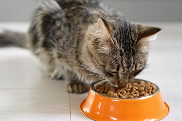 Tabby cat eating from an orange food bowl.