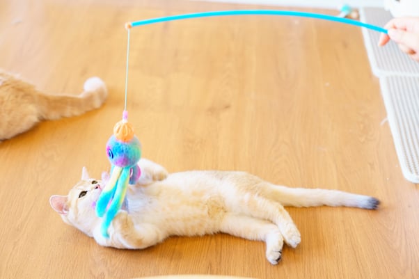 Cat and human playing with coloured rod toy.