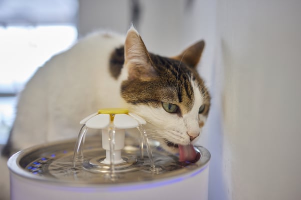 A cat drinking from their water bowl which is automatically providing fresh water from a flower shaped fountain head.