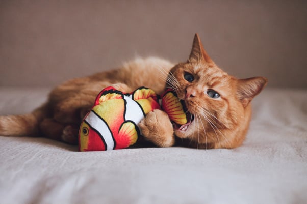 Ginger cat playing with a fish toy.