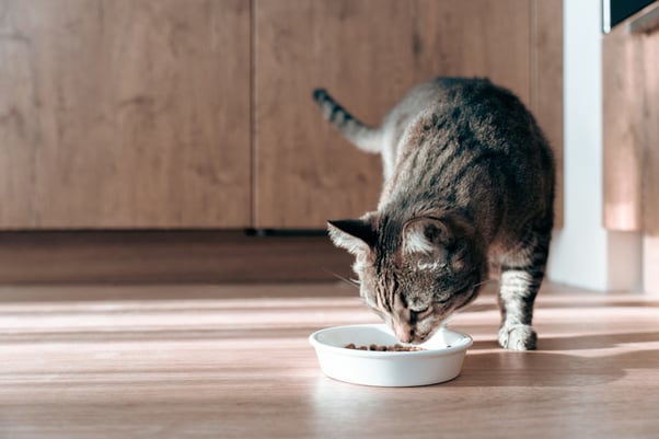 Grey tabby cat eating food from a white food bowl.