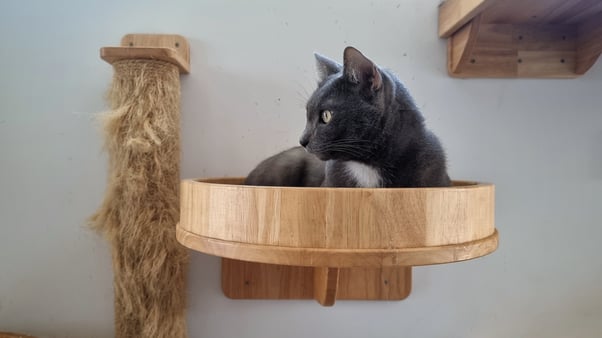 Grey cat sitting on a high shelf.