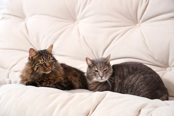 Pair of cats resting together on a sofa.