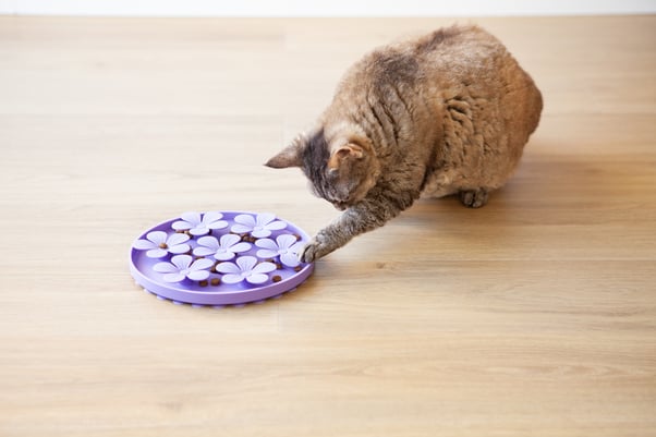 A cat pawing their interactive feeder which has hidden pieces of food for the cat to find.