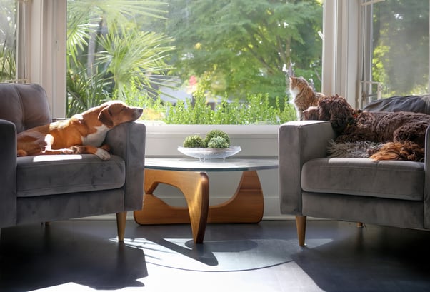 Relaxed cat and dogs sitting on sofas looking out the window.