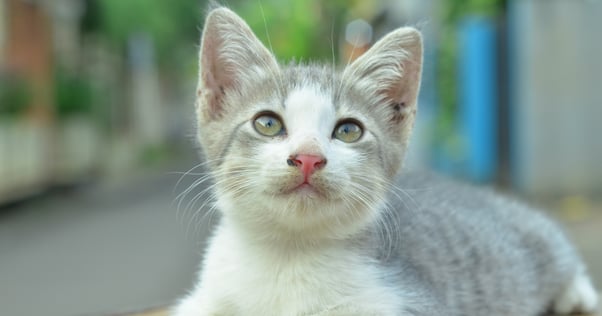 Small grey and white kitten with big ears sitting on a wooden bench.