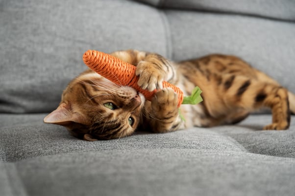 A brown cat playing with a toy that looks like a carrot.