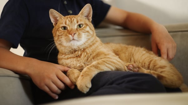 Ginger cat sat on their human’s lap.