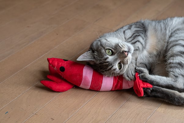 A grey and black cat cuddling up to their red and pink toy shaped like a lobster.