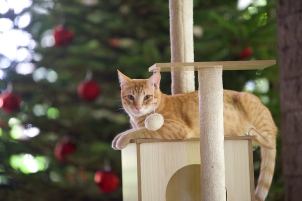 Ginger cat sitting on a scratch post in front of a Christmas tree.