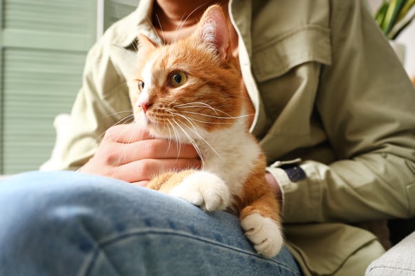Ginger cat sitting on a person’s lap.