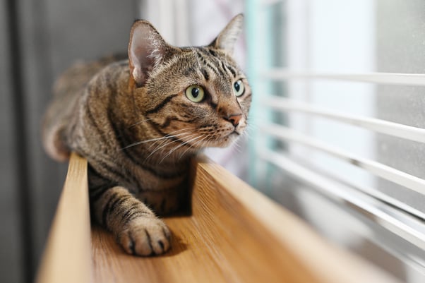 Cat staring at prey through window.