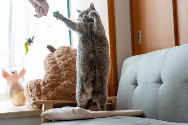 Cat jumping up to get the toy in their human’s hand.