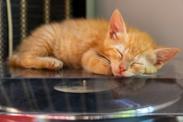 Ginger coloured kitten sleeping on top of a record player.