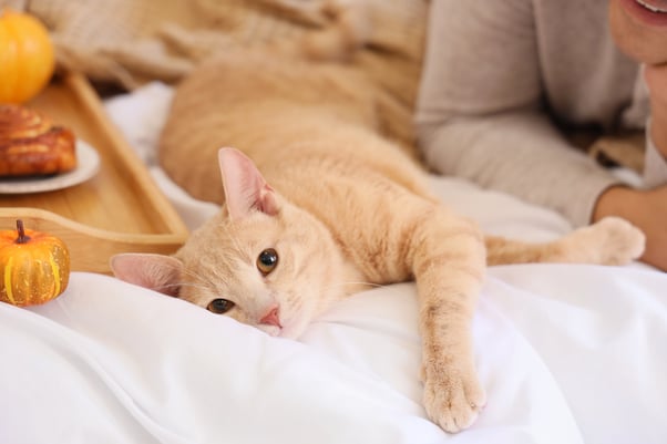 Cat lying on a bed next to a tray with seasonal pumpkins and pastries for their human.