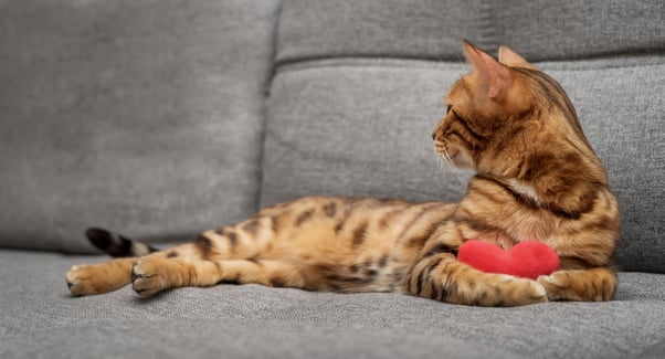 Bengal cat laying with a red heart felt toy.