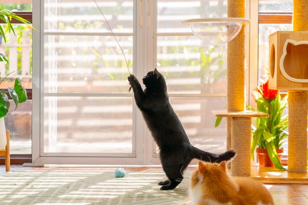 Black British Shorthair indoor cat playing with a cat toy feather wand in a sunny room.