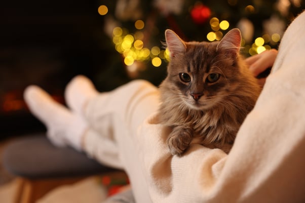 Cat sitting on a human’s lap in front of a decorated Christmas tree.
