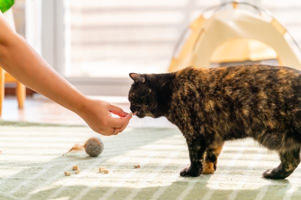 A woman’s hand holding out a treat to a tortoiseshell cat.
