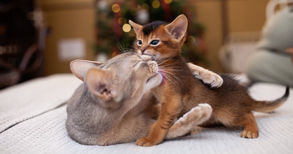 Mother cat grooming her kitten.