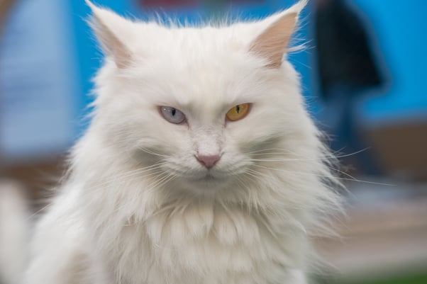 Turkish Van cat with different-coloured eyes.