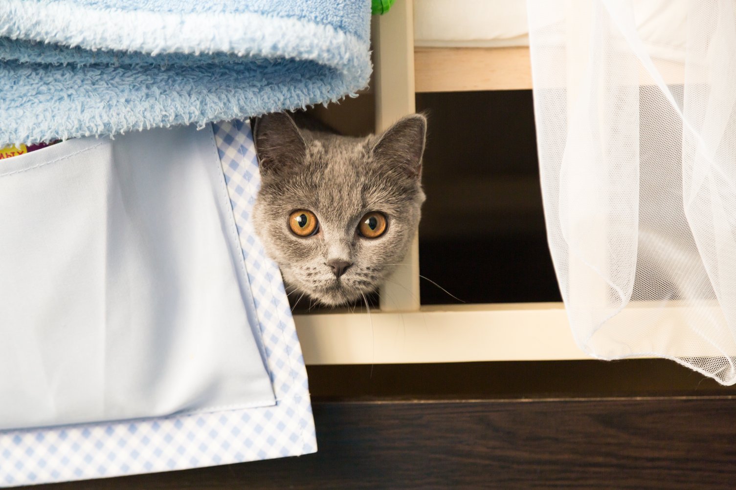 Photo inspiration: Fresh Look at How To Help Your Cat Overcome Their Fear Of New