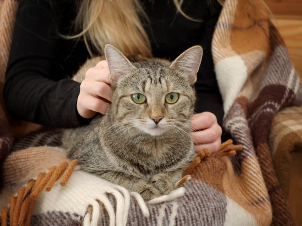 Brown and grey cat sitting on a person’s lap over a blanket.