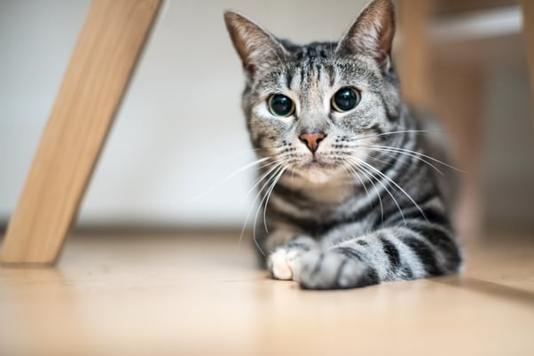 Short hair cat with dilated eyes.