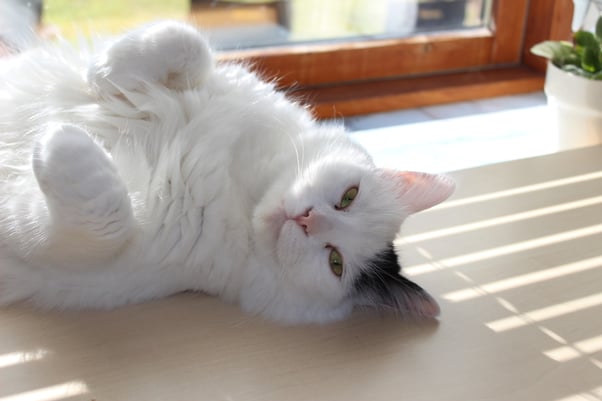 White Turkish Van cat on their back.