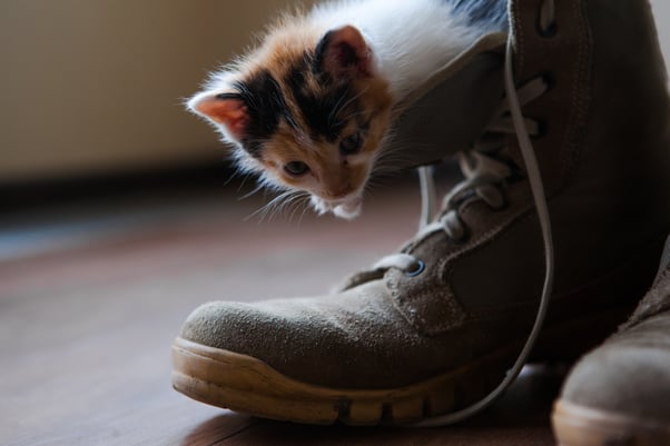 Small kitten in a human’s brown walking boot.