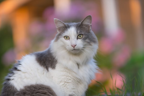 Grey and white Turkish Angora cat sitting outdoors in a garden.