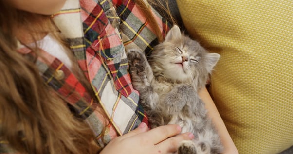 Small kitten sleeping in the arms of a person.