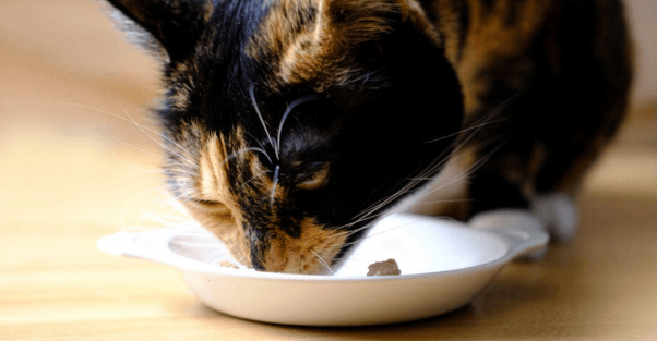 Tortoiseshell cat eating from a shallow white dish on a wooden floor.