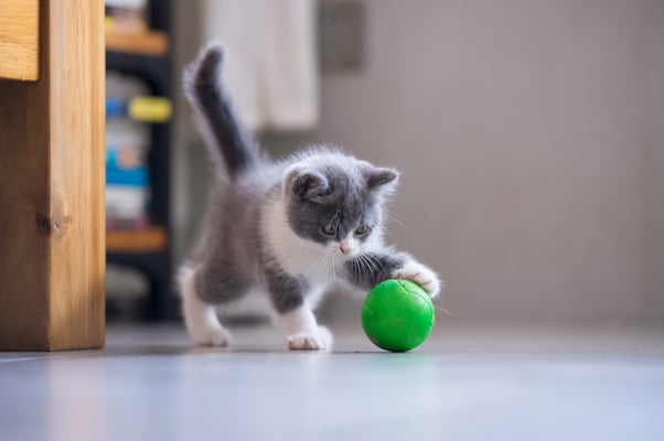 Grey and white kitten playing with green ball.