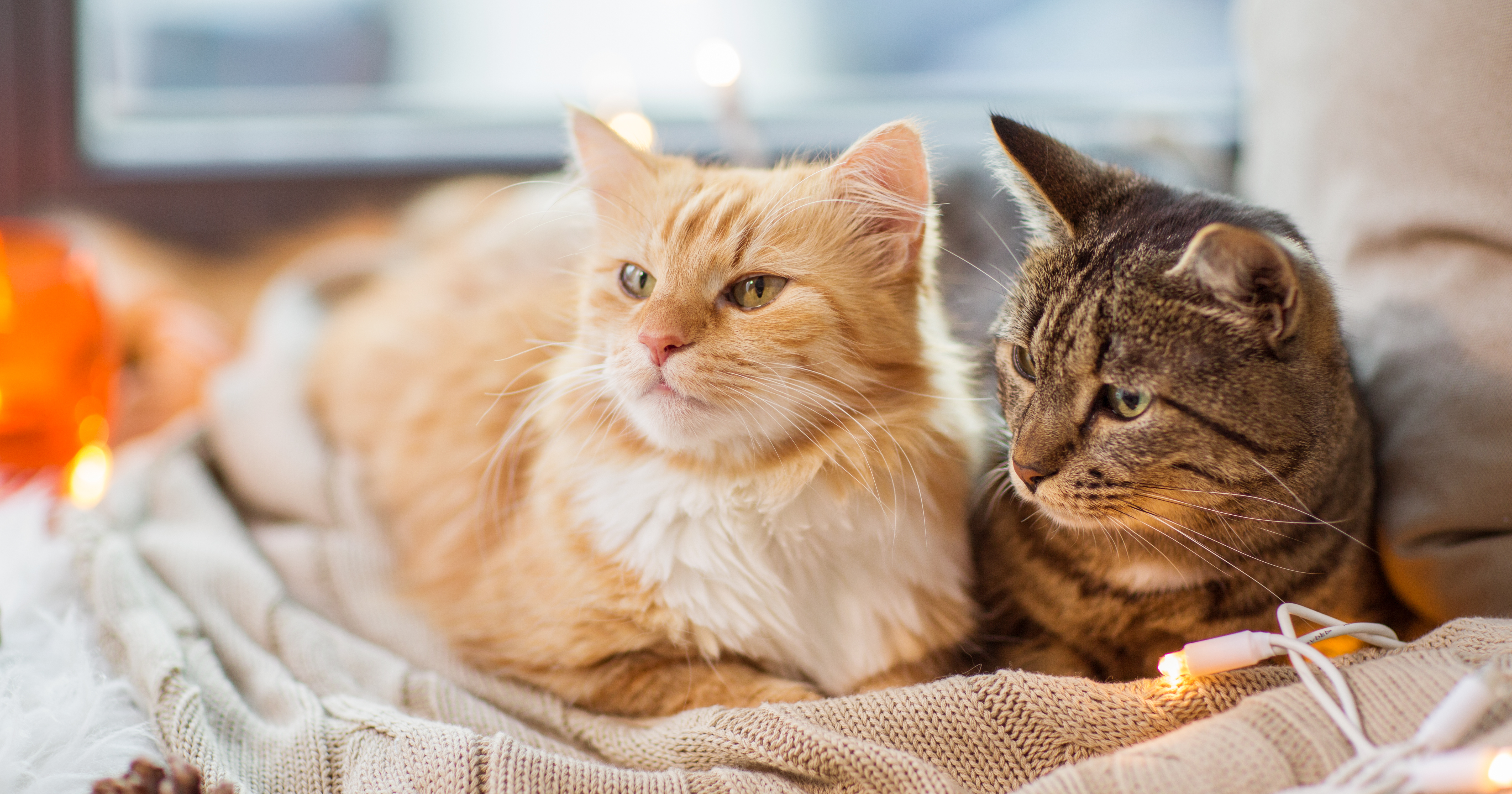 shutterstock_1177212061r