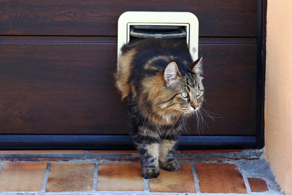 A cat stepping outside through a cat flap.
